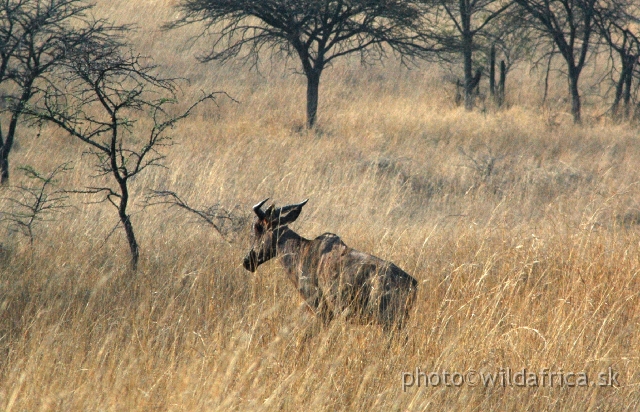 DSC_1817.JPG - Our first meeting with Tsessebe (Damaliscus lunatus lunatus)