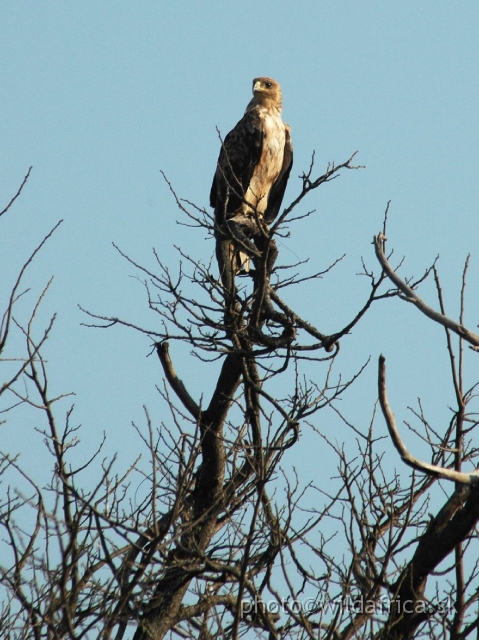 DSC_1819.JPG - Juvenile of the African Hawk Eagle (Aquila spilogaster)