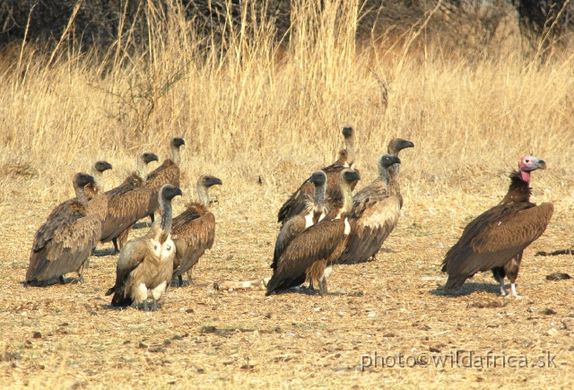 DSC_1822.JPG - African White-backed Vultures and Lappet-faced Vulture (right)