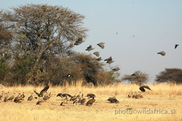 DSC_1824.JPG - Vultures and Guineafowls