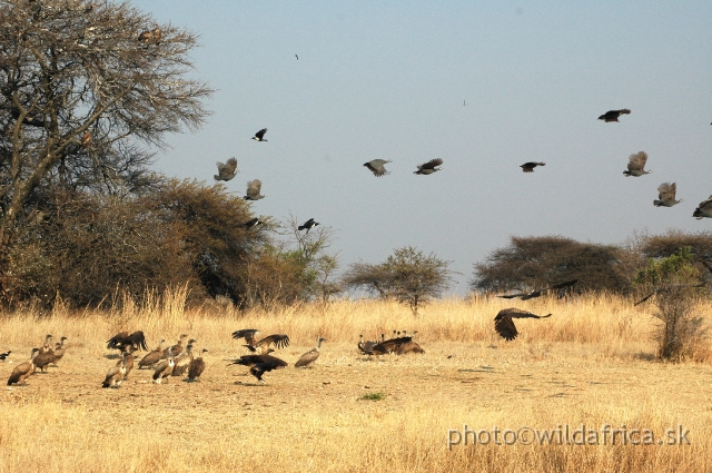 DSC_1826.JPG - Vultures and Guineafowls