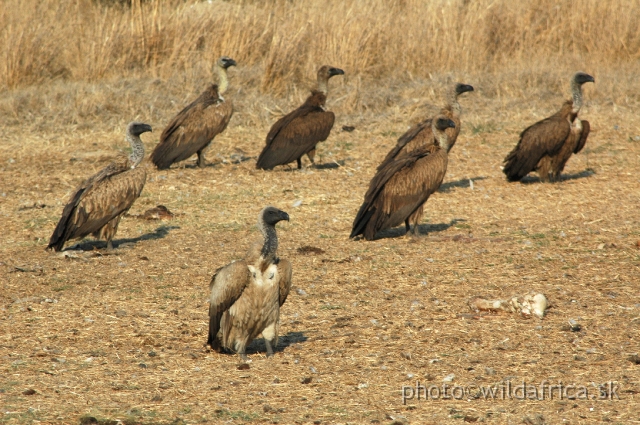 DSC_1828.JPG - White-backed Vultures