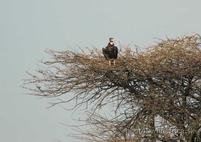 DSC_1829.JPG - Hooded Vulture (Necrosyrtes monachus)