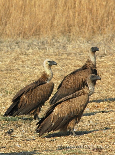 DSC_1830.JPG - White-backed Vultures