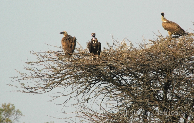 DSC_1834.JPG - White-backed Vultures and one