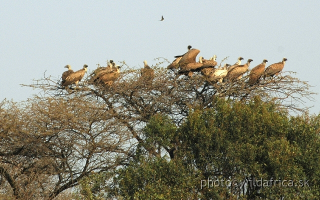 DSC_1835.JPG - White-backed Vultures