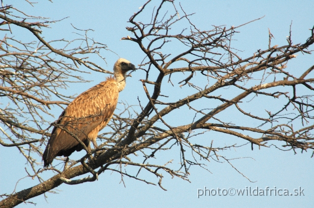 DSC_1837.JPG - White-backed Vulture