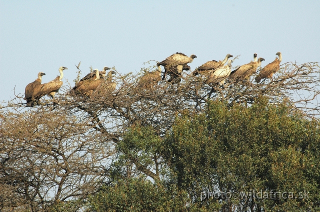 DSC_1839.JPG - White-backed Vultures