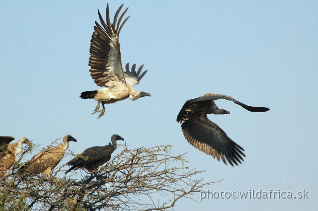 DSC_1841.JPG - White-backed Vultures