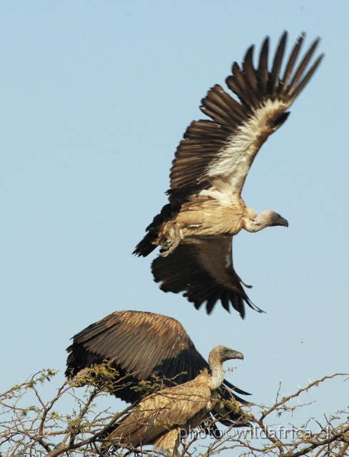 DSC_1844.JPG - White-backed Vultures