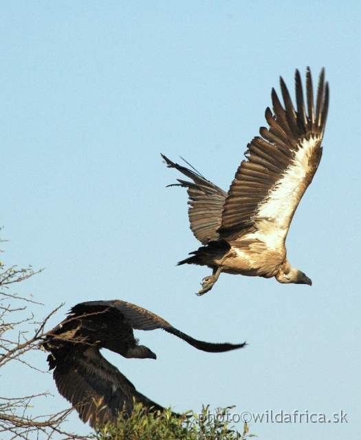 DSC_1845.JPG - White-backed Vultures