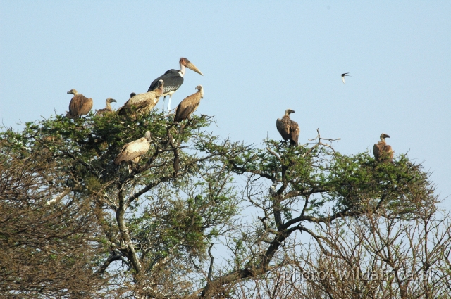 DSC_1850.JPG - White-backed Vultures and Marabu