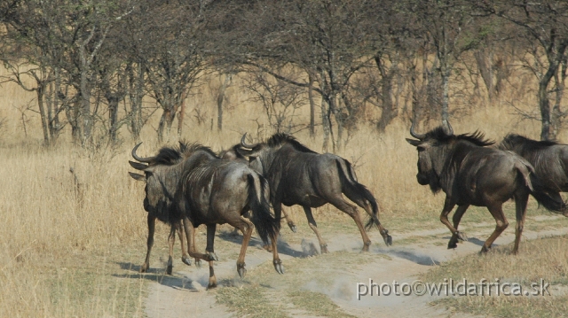 DSC_1859.JPG - Very shy Blue wildebeests