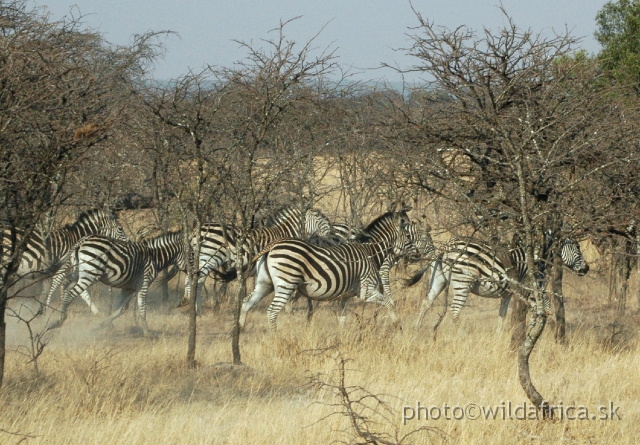 DSC_1863.JPG - Also very shy Chapman's zebras