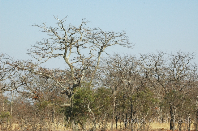 DSC_1866.JPG - Gweru park landscape