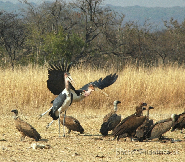 DSC_1867.JPG - Marabus and White-backed Vultures