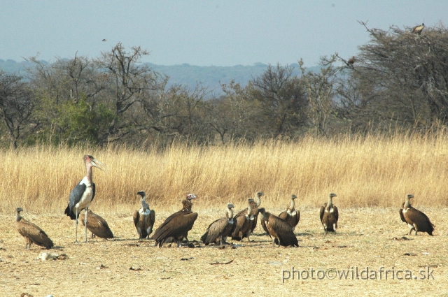 DSC_1869.JPG - Marabu and White-backed Vultures and one Lappet-faced Vulture