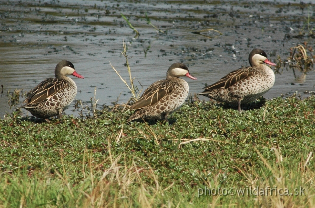 DSC_1875.JPG - Red-billed Teal (Anas erythrorhyncha)