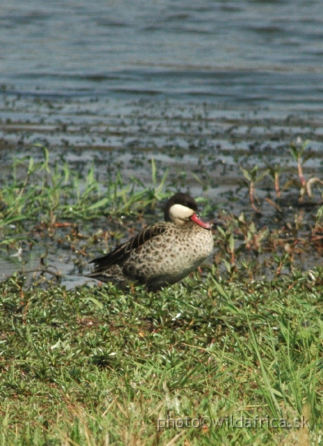 DSC_1876.JPG - Red-billed Teal (Anas erythrorhyncha)