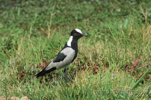 DSC_1881.JPG - Blacksmith Lapwing (Vanellus armatus)