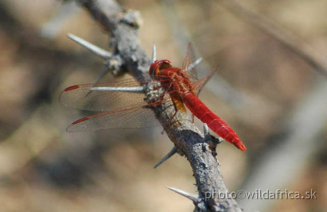 DSC_1886.JPG - Red Dragonfly (?Macroneura)