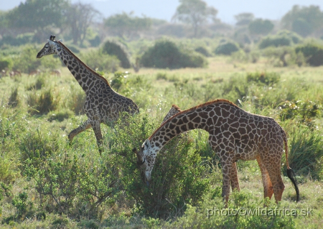 DSC_0403.JPG - Only the size of polygons (spots) is smaller when comparing with true reticulated giraffes.