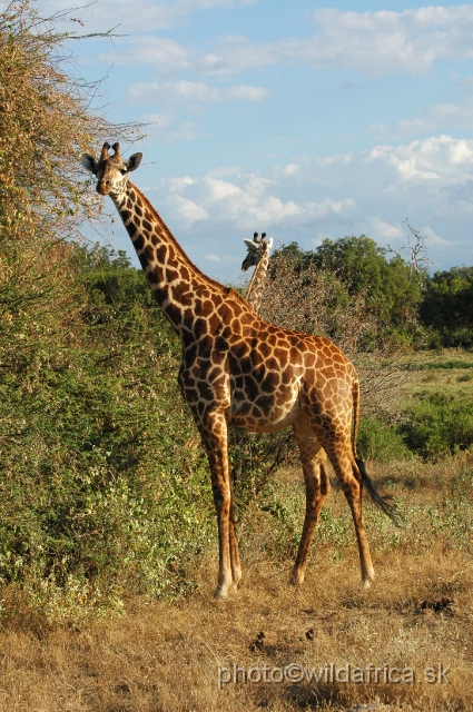 DSC_0421.JPG - Hybrid Galana Giraffe - look at the darker legs and more regular spots on the body. Reticulated Giraffes have white socks, Masai giraffes have typical star-like spots.