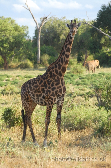 DSC_0427.JPG - Hybrid Galana Giraffe