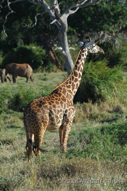 DSC_0439.JPG - Hybrid Galana Giraffe