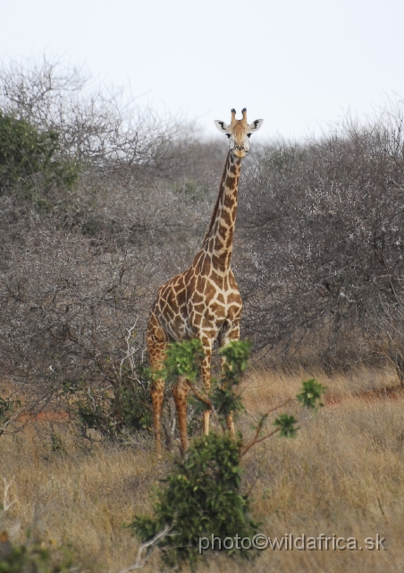 _DSC0472.JPG - These animals resembles Masai Giraffes with legs, but the main spot pattern is more similar to Reticulated.
