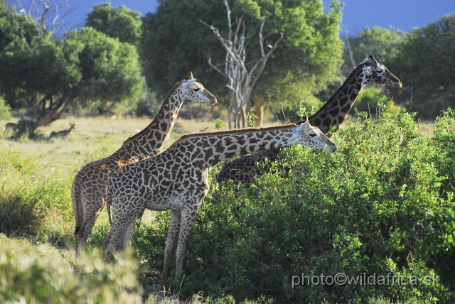 _DSC0657.JPG - Masai Giraffe resembling members of the herd.