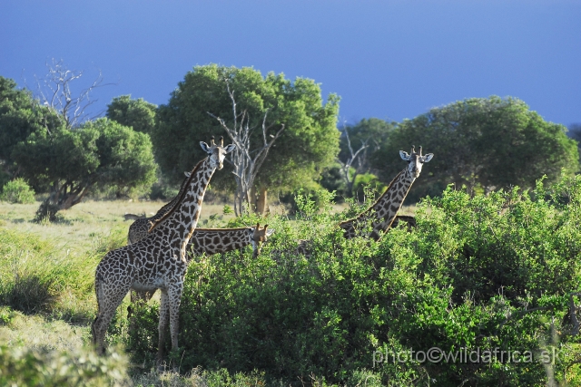 _DSC0662.JPG - Majority of the herd members were closer to Masai Giraffes if we consider the spot pattern.