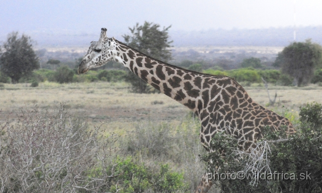 _DSC0673.JPG - Hybrid Galana Giraffe with more Masai looking spots.