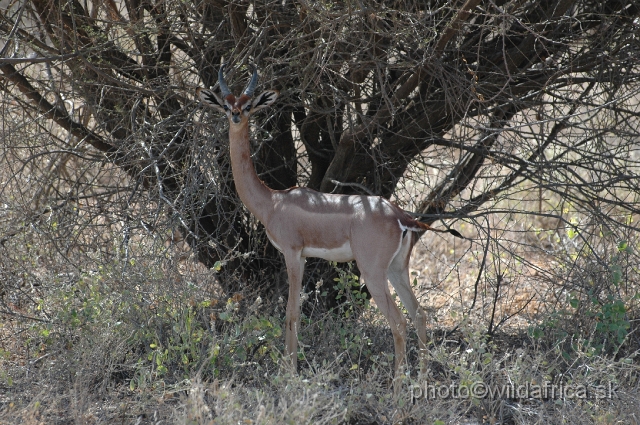 DSC_0002.JPG - Gerenuk (Litocranius walleri)