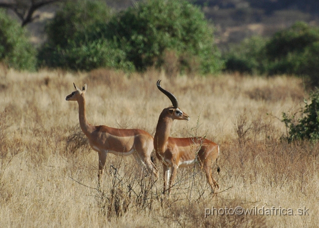 DSC_0084.JPG - Gerenuk (Litocranius walleri)