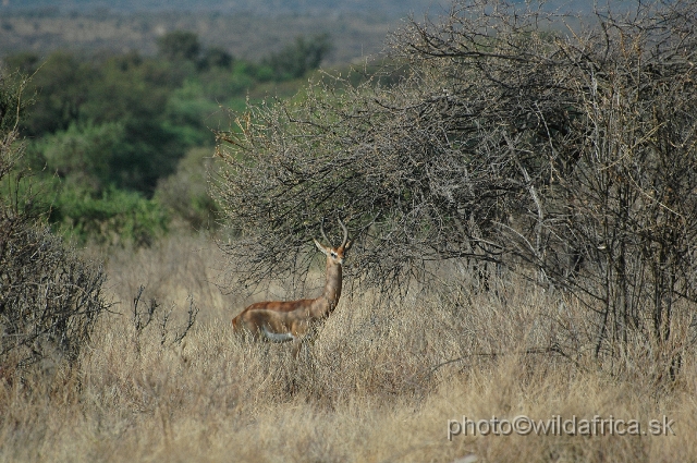 DSC_0090.JPG - Gerenuk (Litocranius walleri)