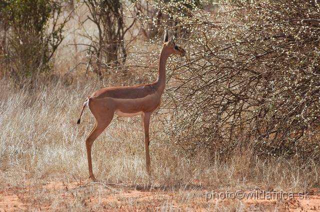 DSC_0314.JPG - Gerenuk (Litocranius walleri)