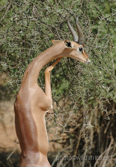 DSC_0347.JPG - Gerenuk (Litocranius walleri)