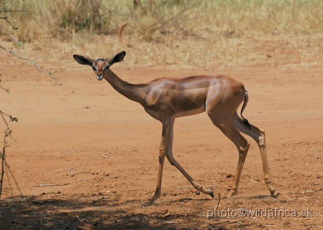 DSC_0476.JPG - Gerenuk (Litocranius walleri)