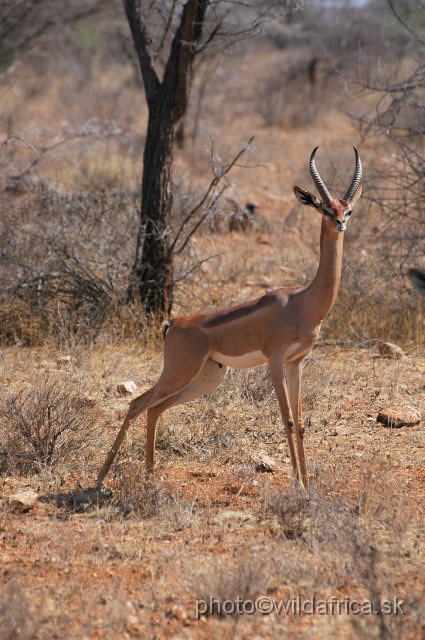 DSC_0477.JPG - Gerenuk lives in the Horn of Africa, from Somalia, Ethiopia to NE Tanzania.