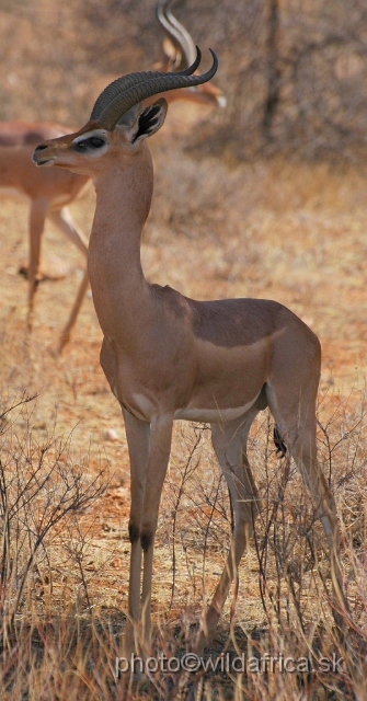 DSC_0479.JPG - Gerenuk (Litocranius walleri)