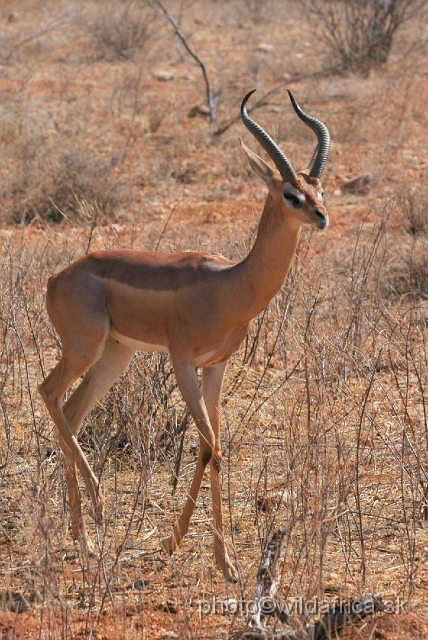 DSC_0481.JPG - Gerenuk (Litocranius walleri)