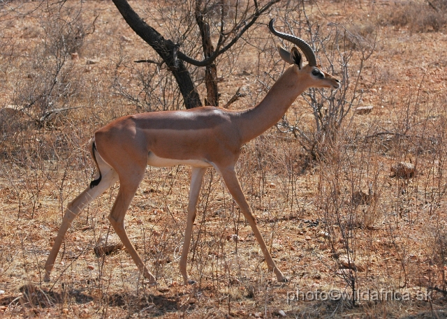 DSC_0482.JPG - It prefers semiarid bushlands.