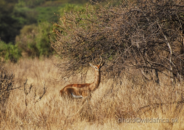 _DSC0051560.JPG - Gerenuk (Litocranius walleri)