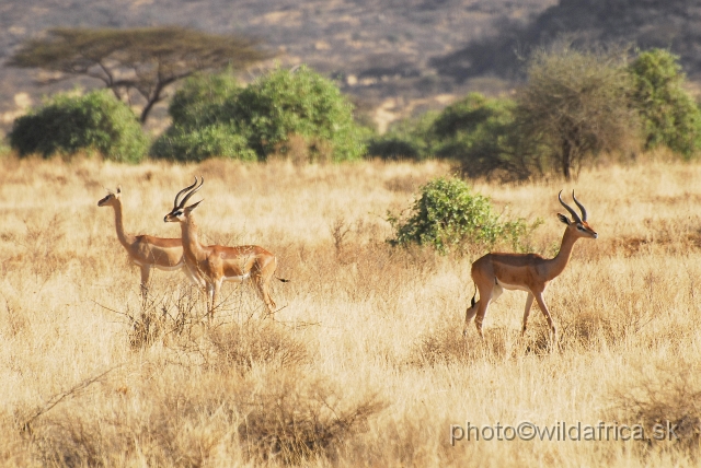 _DSC0116.JPG - Gerenuk (Litocranius walleri)