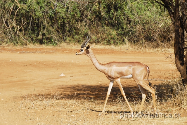 _DSC022401.JPG - Gerenuk (Litocranius walleri)