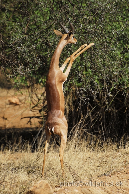 _DSC0372.JPG - Gerenuk (Litocranius walleri) in typical pose.