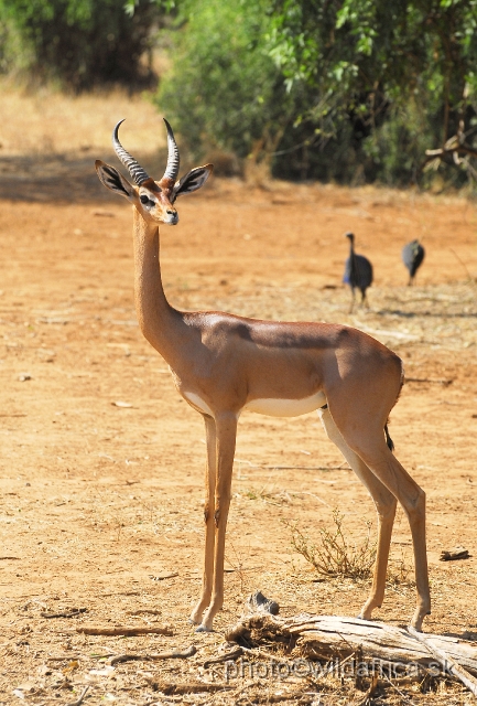 _DSC0427.JPG - Gerenuk (Litocranius walleri) is a very tall, long-necked, long-eared antelope.