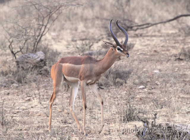 _DSC0525.JPG - Gerenuk (Litocranius walleri)