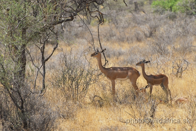 _DSC0527.JPG - Gerenuk (Litocranius walleri)